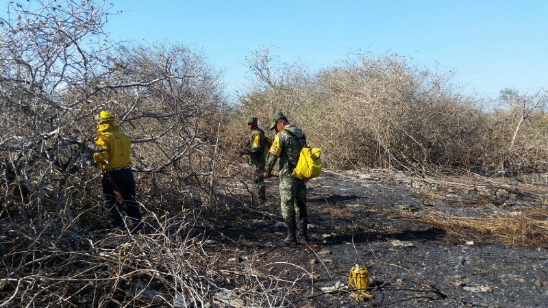 Área Natural Protegida Balam Kaax, asediada por incendios