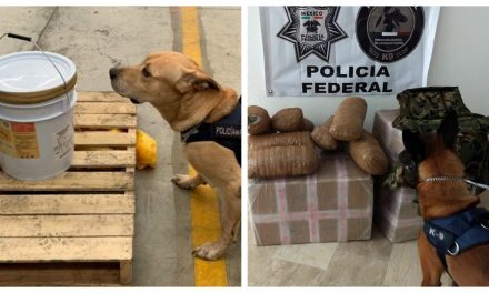 ¡Qué perros! Caninos de la PF hallan droga en Mérida y Cancún