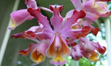 Tráfico de orquídeas en Yucatán, exótico comercio ilegal