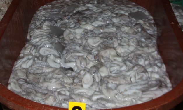 Frágil equilibrio marino y sobreexplotación tienen en riesgo a pulpo maya