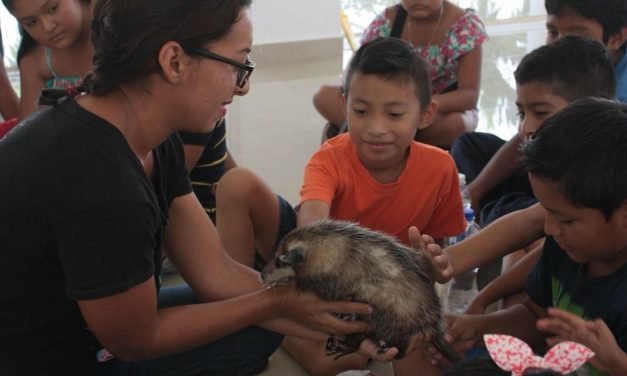 Notable labor de protección a zarigüeyas en Mérida requiere ayuda