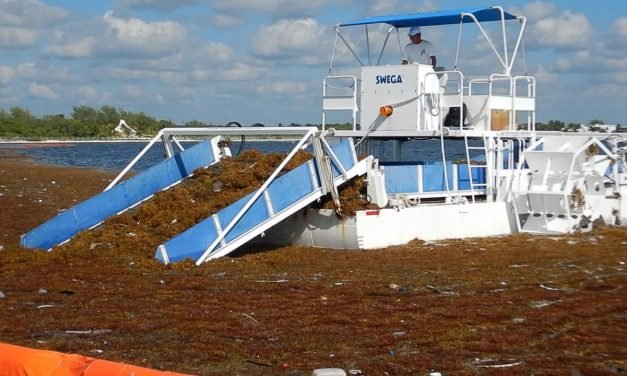 ‘Plan urgente’ para atender sargazo, la próxima semana