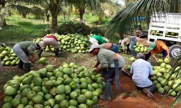 Productores y empresarios formarán red estatal de cocoteros