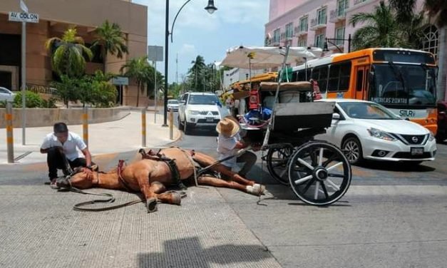 Caballo abatido por excesivo calor, imagen que indigna en redes