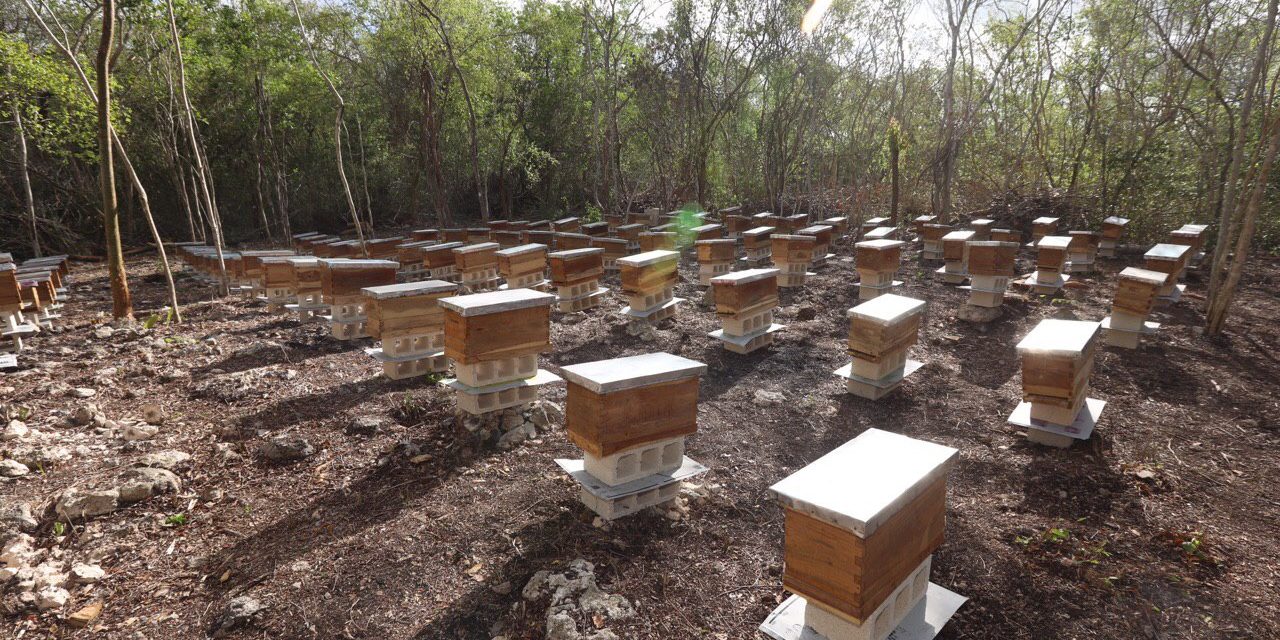 Opera en Tizimín uno de 14 centros de producción de abejas reina