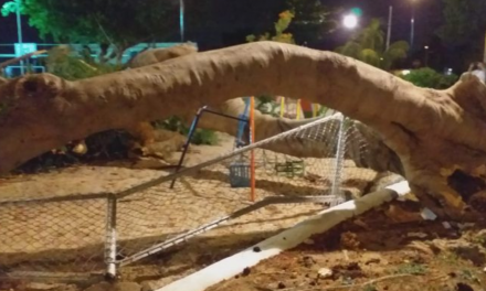 En la mira: áreas arboladas de parques infantiles de Mérida