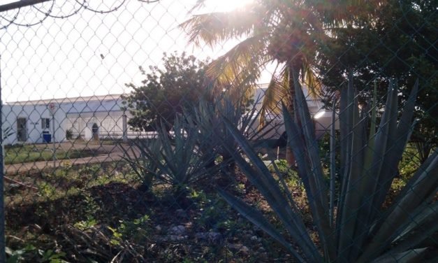 Un misterio: casi cuatro mil 900 plantas de marihuana halladas en Baca