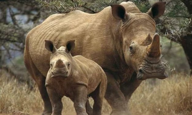 En Kenia está permitido matar a cazadores furtivos para proteger a rinocerontes