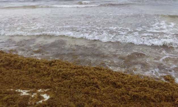 A Tiro de Piedra – Ni apoyo para el sargazo ni concordia