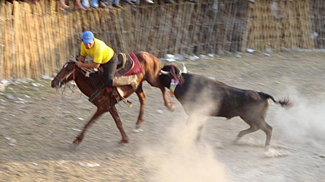 Prohíbe Quintana Roo corridas de toros, peleas de gallos y maltrato animal
