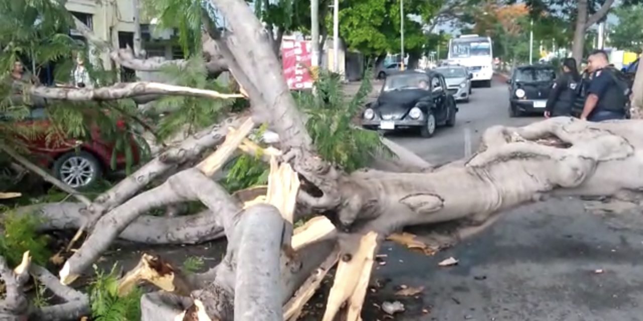 Tiran vientos y lluvias árboles y semáforo (Video)