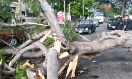 Tiran vientos y lluvias árboles y semáforo (Video)