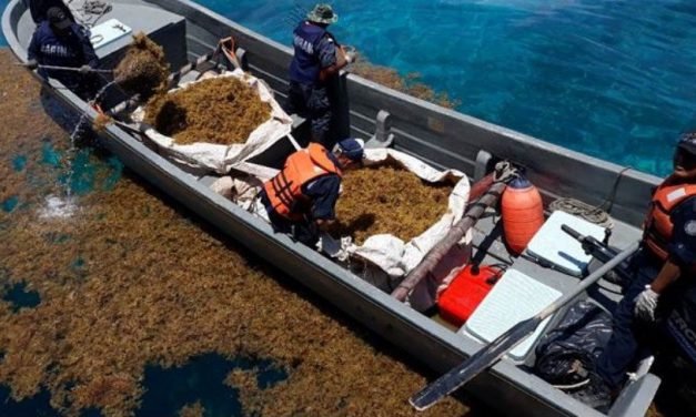 Casi 39 mil toneladas de sargazo recolectadas en Caribe Mexicano, de mayo a julio
