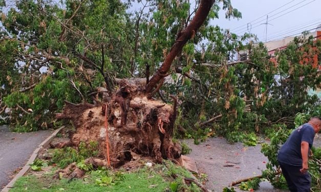 Lluvias siguen derribando árboles ornamentales en Mérida