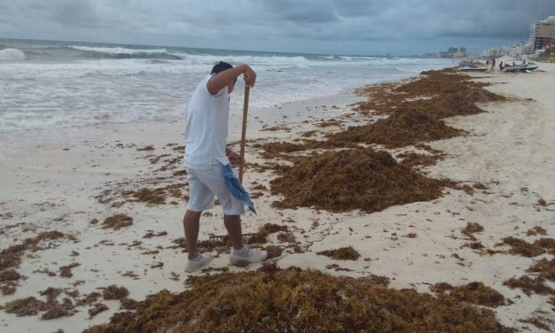 Pondrían a “Ninis” a recoger sargazo en Caribe Mexicano