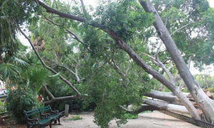 Ahora tocó a la plaza grande de Mérida: caen vetusto árbol y ramas