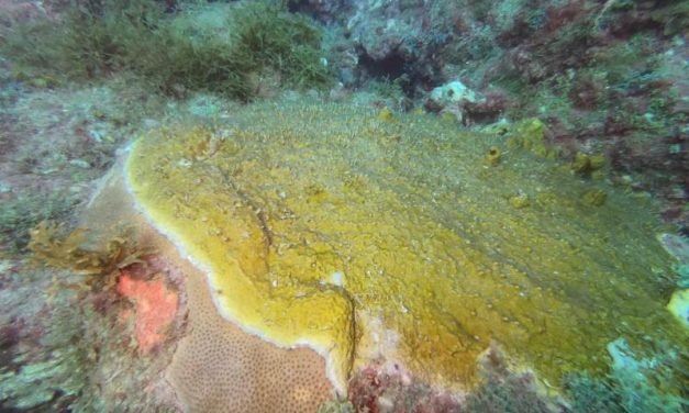 Deslumbrante hallazgo: arrecifes sumergidos en costas del sureste del Golfo de México