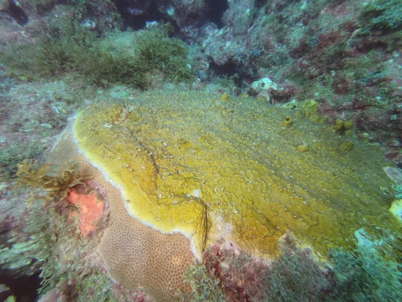 Deslumbrante hallazgo: arrecifes sumergidos en costas del sureste del Golfo de México