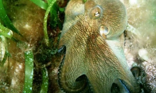 Sobreexplotado, pero buscan denominación de origen al pulpo maya