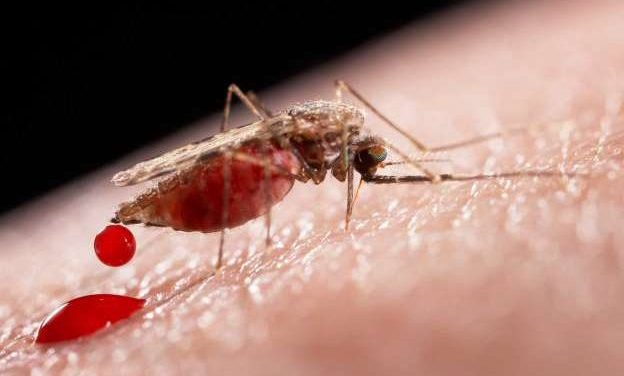 Más moscos y enfermedades tropicales acechan Península de Yucatán