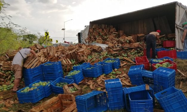 Regadero de 18 toneladas de mango en salida a la Mérida-Campeche; no hubo rapiña