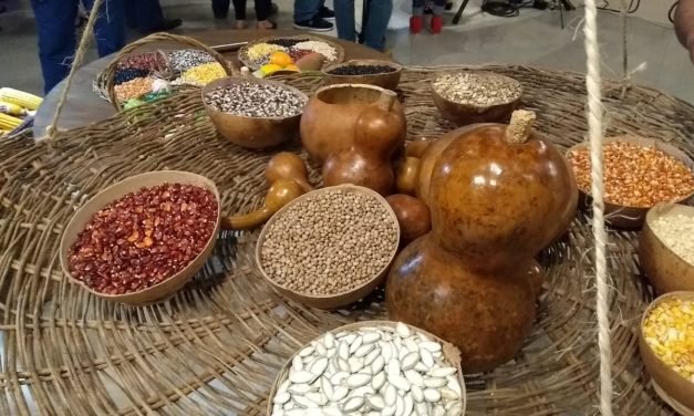 Muestra y preservación de conocimiento ancestral en cultivos mayas