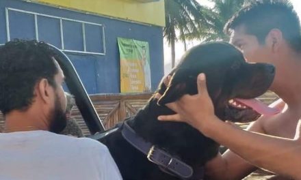 Otra de rottweiler: ataca a menor en malecón de Progreso
