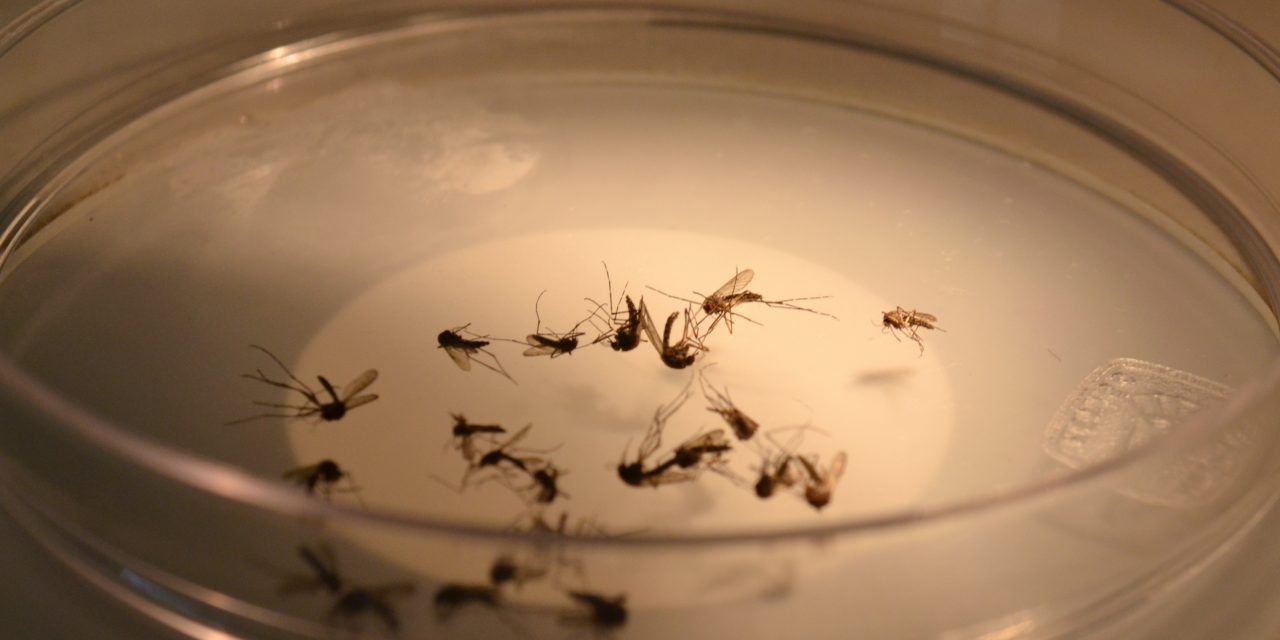 Moscos fuera de temporada, disparan dengue