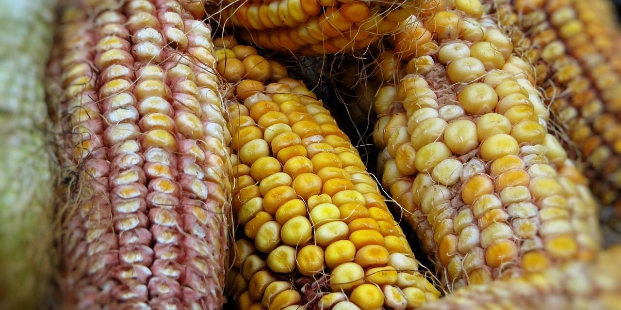 El altruismo llega al sur de Yucatán en granos de maíz y frijol