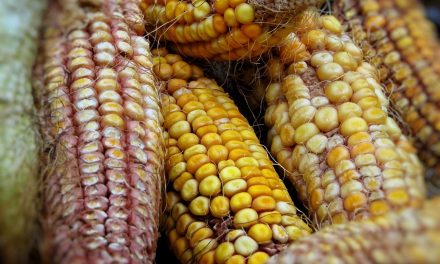 El altruismo llega al sur de Yucatán en granos de maíz y frijol