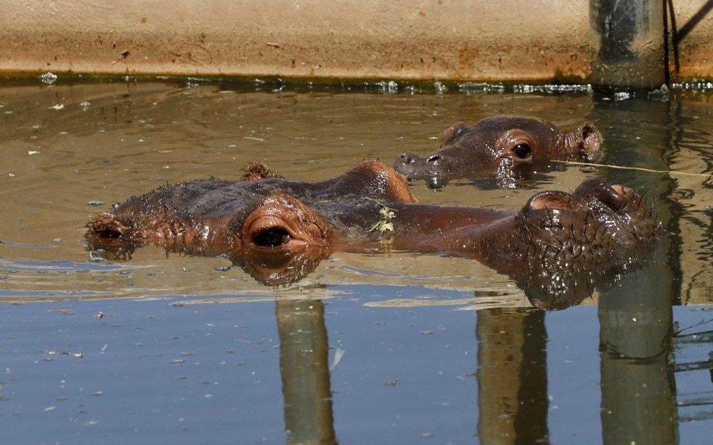 Cría de hipopótamo, nuevo habitante en Animaya