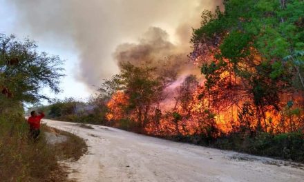 Incendios forestales, con graves daños en Quintana Roo