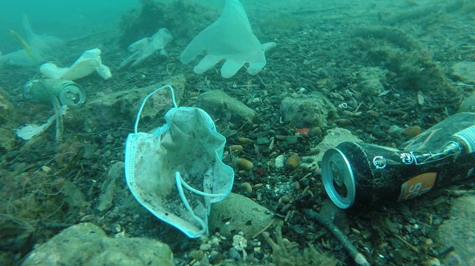 Cuatro animales marinos envenenados con los plásticos