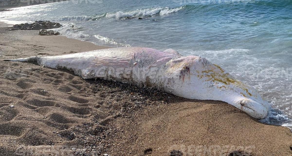 En peligro los cétaceos del Mediterráneo por causas atribuibles al ser humano