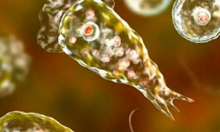 Ameba “comecerebros”: emiten alerta de salud en Florida tras raro caso de infección por el parásito