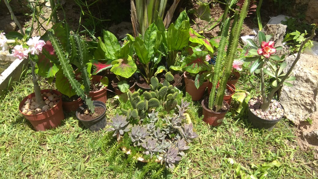 ‘Laboratorios biosociales’ hacia estilos de vida más sustentables