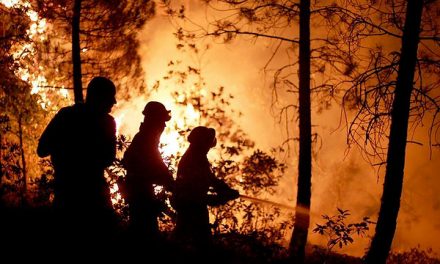“Incendios, bosques y futuro: una crisis fuera de control”, informe y alerta