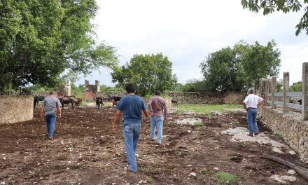 Investigan sorpresiva mortandad de reses de lidia en rancho de Motul