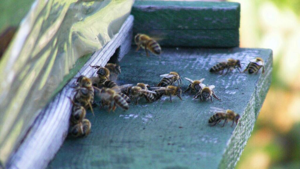 Otra amenaza para abejas: ‘adulterados’ desplazan miel genuina en mercados