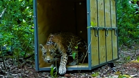 Regresa jaguar atropellado a reserva de la Biosfera de Sian Kaan