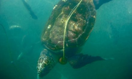 Mortandad en playa de San Lázaro, BCS: 351 tortugas caguama y 137 lobos marinos