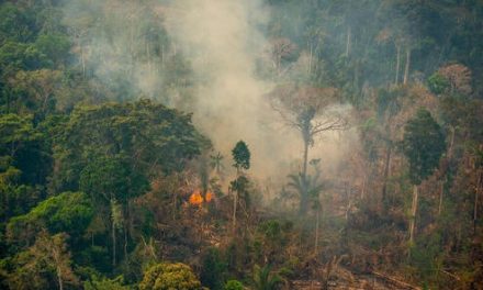 Advierte Greenpeace sobre incendios en la Amazonía, zona fundamental para el planeta