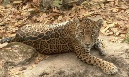 ‘Espacios vitales’ del jaguar, limitados por deforestación