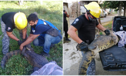 Capturan cocodrilo en rancho de Umán; un enigma de dónde provino