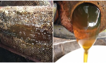 Las abejas y la producción de miel, reflexión de expertos en foro