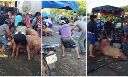 Saquean en Campeche vehículos accidentados y cargados con animales