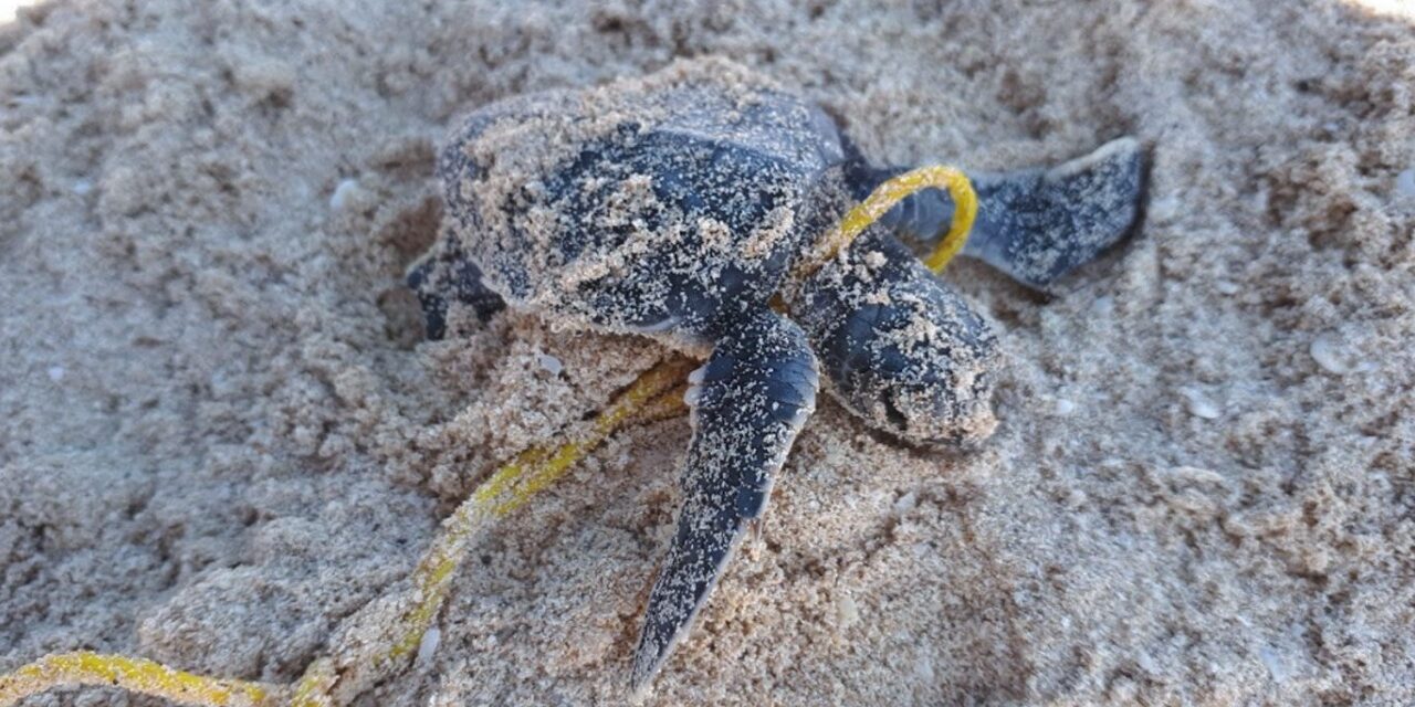 Ciclones dañaron espacio vital de tortugas y fauna costera en Yucatán