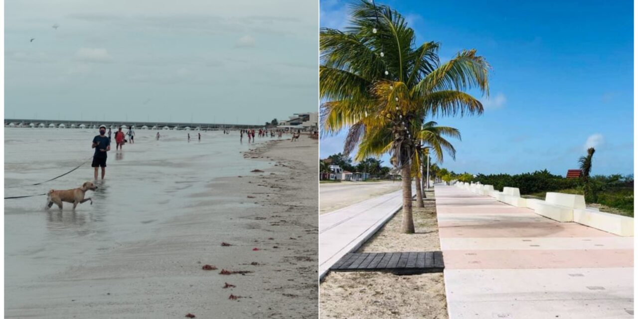 Malestar por desechos de perros en malecones y playas de puerto Progreso