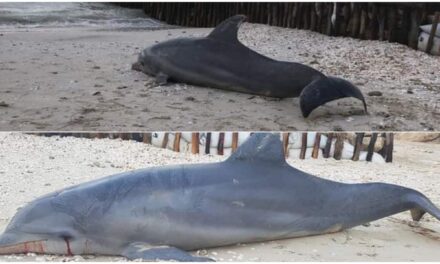 Recala en playas de Progreso delfín muerto, con sangrado interno