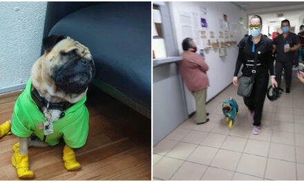 Harley “el Tuerto”, perro terapeuta en áreas Covid del Hospital ISSSTE-Mérida (Video)
